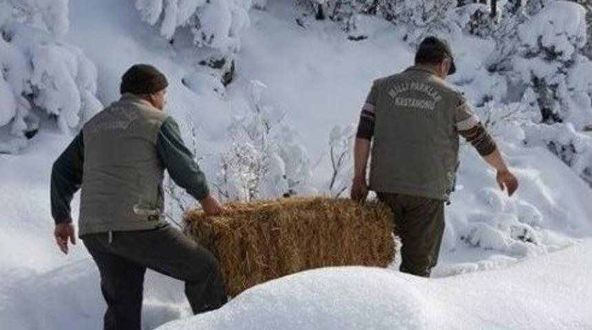 Tosya&rsquo;da Yaban Hayvanları Unutulmadı
