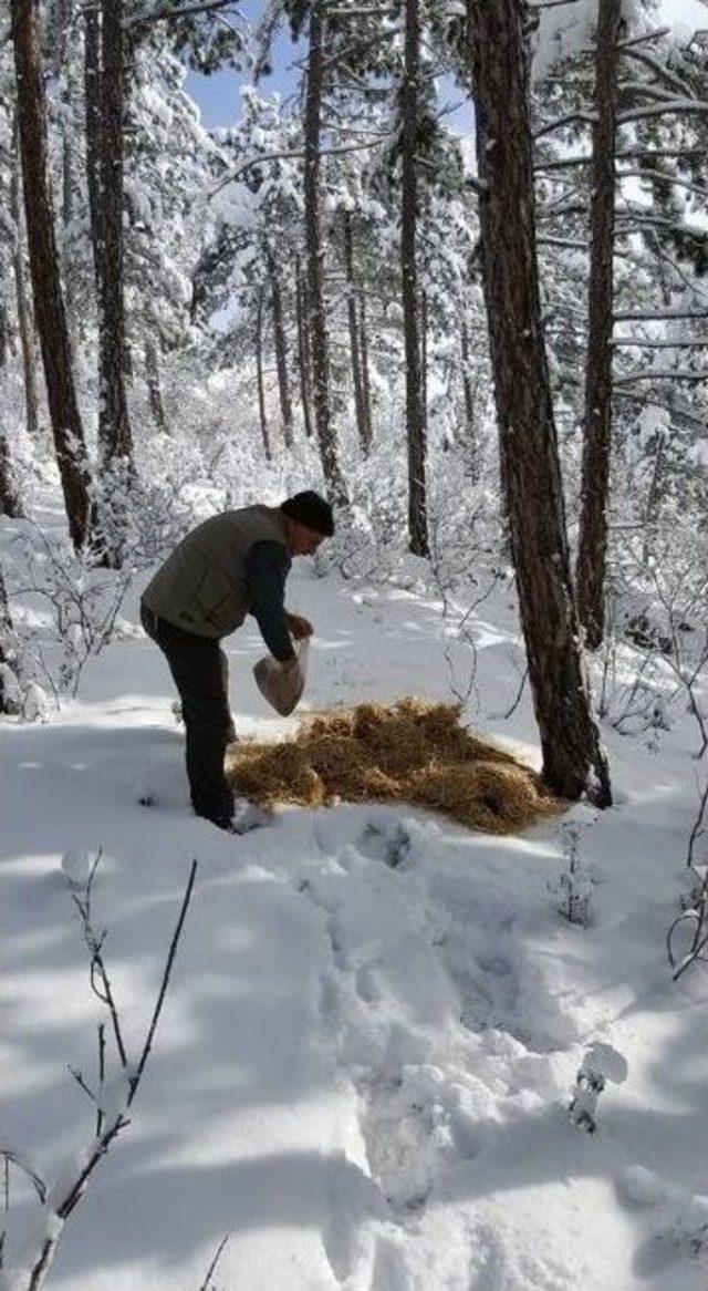 Tosya’da Yaban Hayvanları Unutulmadı