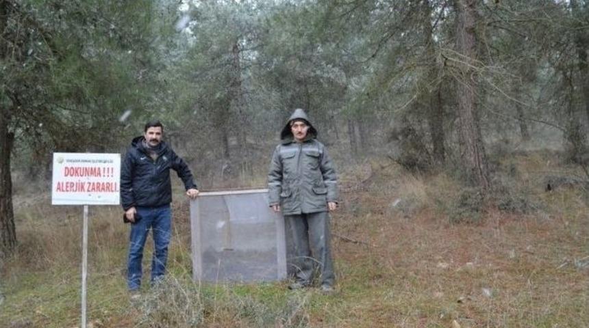 &Ccedil;am Kese B&ouml;ceği İle M&uuml;cadele Erken Başladı