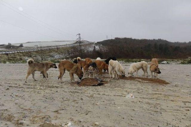 Arnavutköy Belediyesi Sokak Hayvanlarını Unutmadı