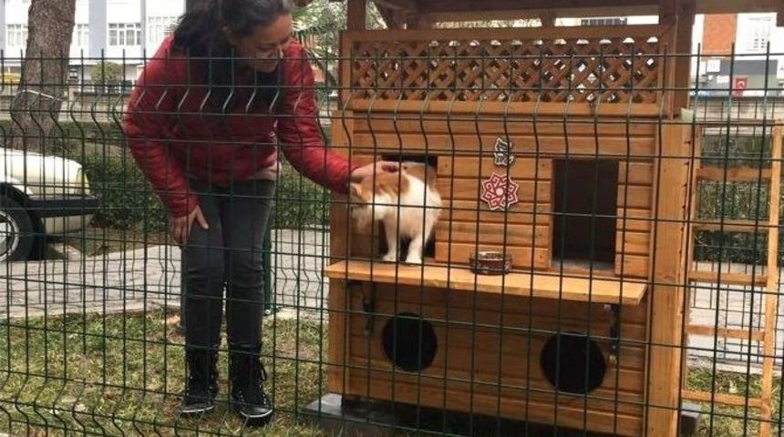 Kediler &rsquo;ev&rsquo;lendi