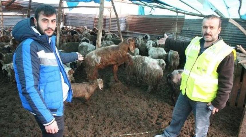 Koyunların, Yağış Nedeniyle Strese Girip Zayıfladığı &Ouml;ne S&uuml;r&uuml;ld&uuml;