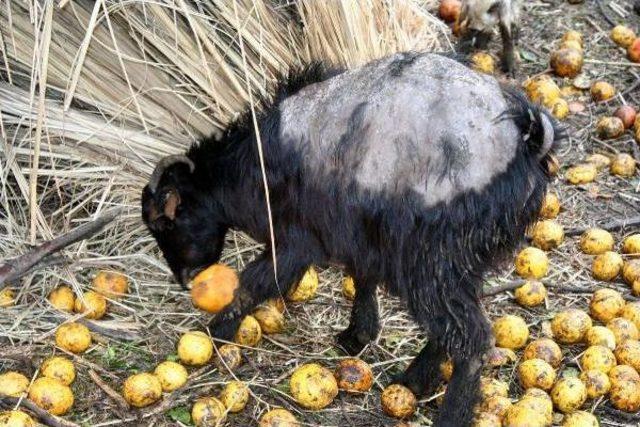 Koyunların, Yağış Nedeniyle Strese Girip Zayıfladığı Öne Sürüldü