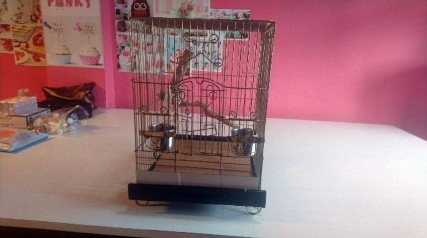 Hırsız İş Yerinden &Ouml;nce Paraları, Sonra Papağanı &Ccedil;aldı