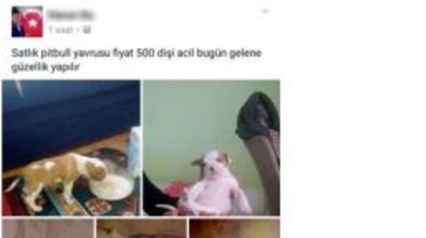 Sosyal Medyadan K&ouml;pek Satışına Ceza