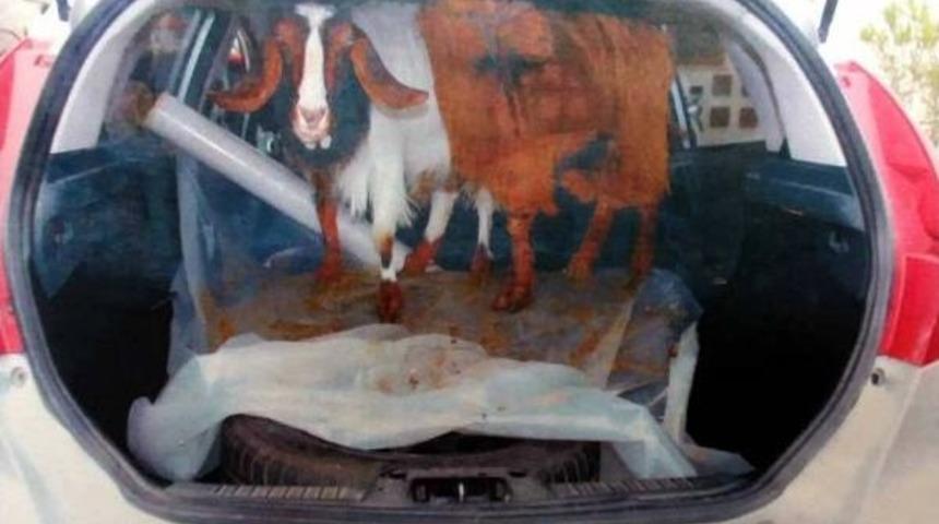 Fethiye'de Hayvan Hırsızlığına 2 Tutuklama