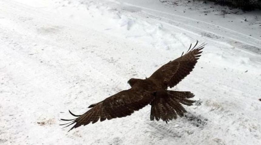Yaralı Bulunan Şahin, Tedavisinin Ardından Doğaya Salındı