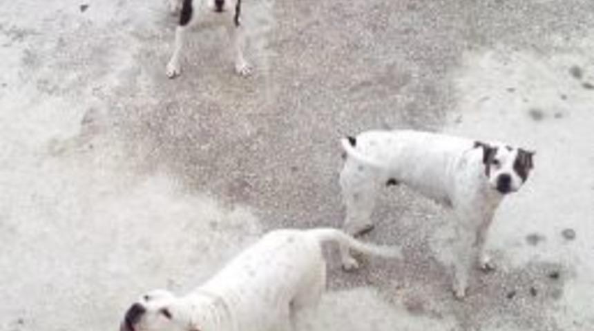 Tehlikeli K&ouml;pek Besleyenlere Ceza