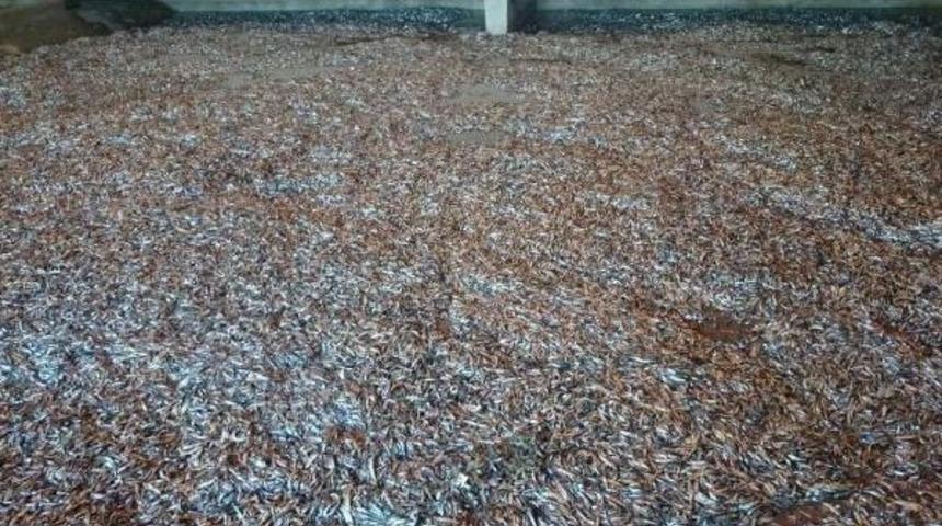 15 G&uuml;nde 148 Bin 500 Kilo Hamsiye El Konuldu