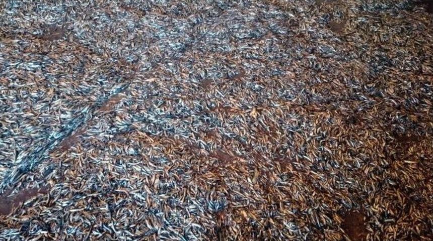 Ka&ccedil;ak Avlanan 148 Ton Hamsiye El Koyuldu