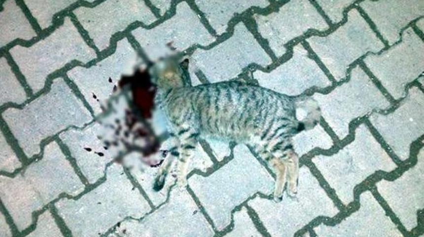 Tekirdağ'da Iki Kedi Başlarına Sert Cisimle Vurularak &Ouml;ld&uuml;r&uuml;ld&uuml;