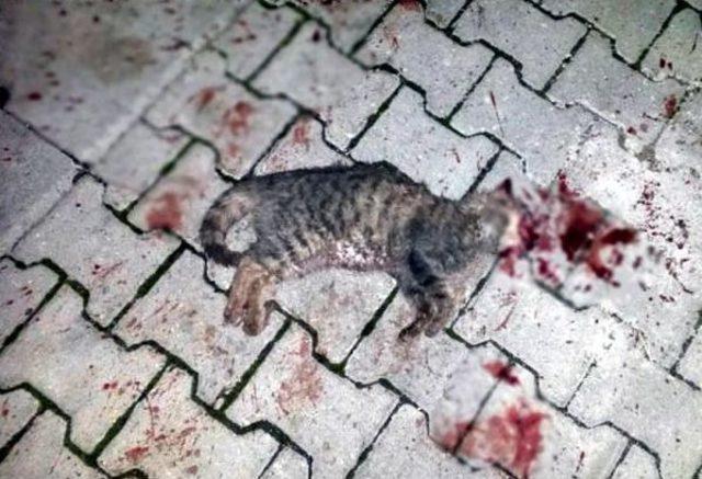 Tekirdağ'da Iki Kedi Başlarına Sert Cisimle Vurularak Öldürüldü