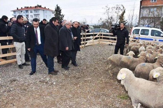 Koyun Yetiştiricilerine Damızlık Koç Dağıtıldı