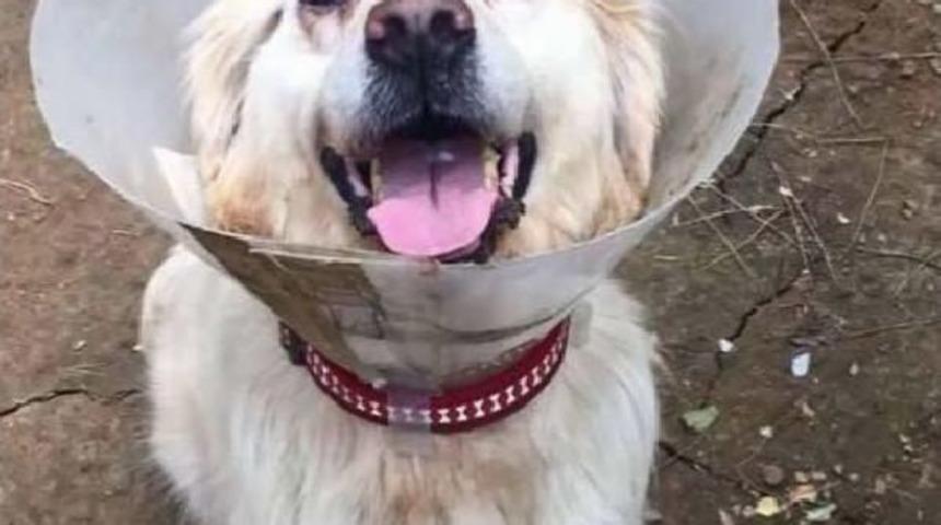 "cindy" Adlı K&ouml;peğin D&ouml;v&uuml;lmesine Dava A&ccedil;ıldı
