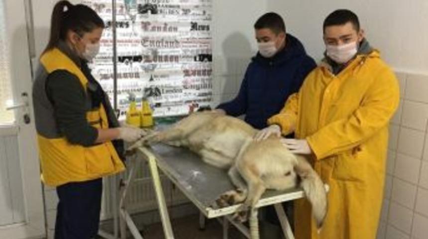 &Ccedil;oban K&ouml;peği Şeker Kanseri Yendi