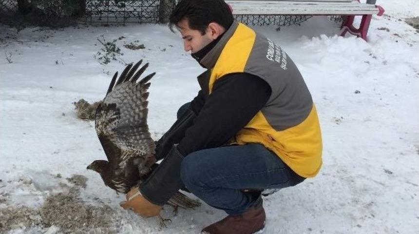 Tedavi Edilen Kızıl Şahin Yeniden Doğaya Salındı