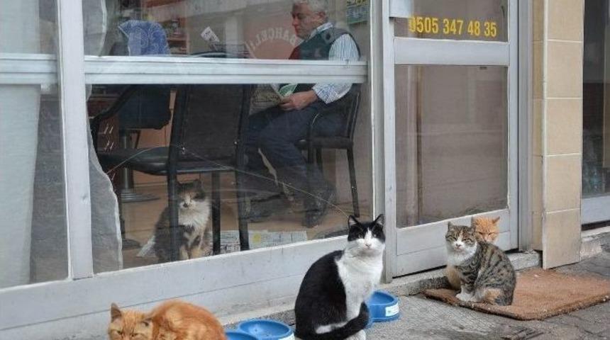 Komşu Yadigarı Kedilere Yıllardır Sahip &Ccedil;ıkıyor