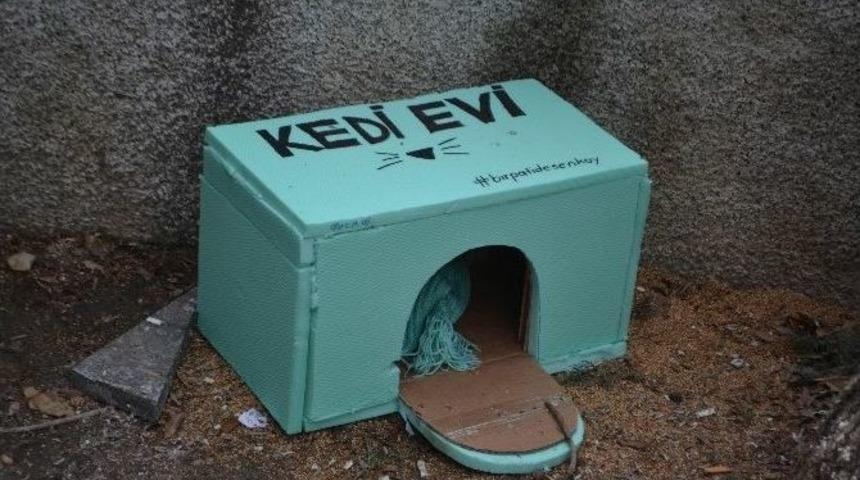 Hayvan Severlerden Kedi Evi