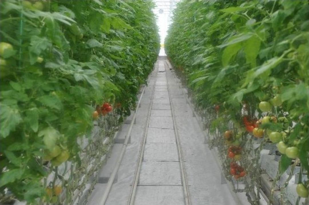 Jeotermal Su İle Sıcaklığın 40 Dereceye Y&uuml;kseltildiği Serada Domates &Uuml;retiyorlar