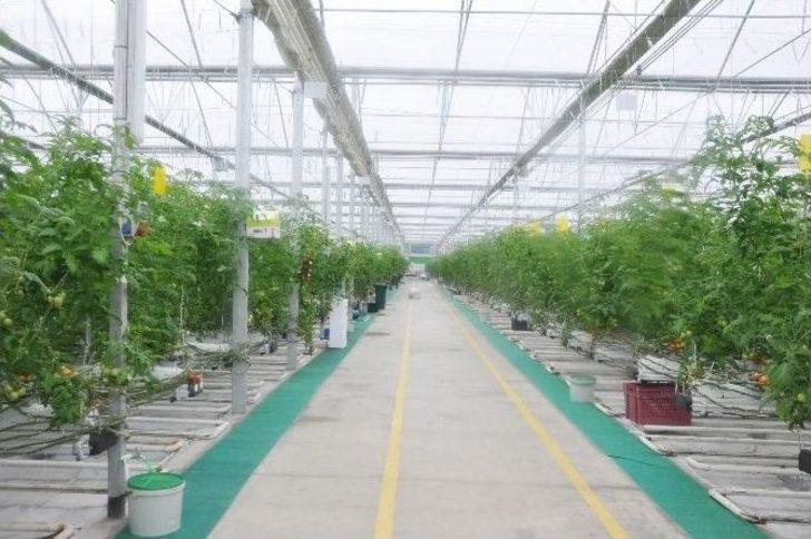 Jeotermal Su İle Sıcaklığın 40 Dereceye Yükseltildiği Serada Domates Üretiyorlar G1