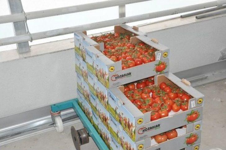 Jeotermal Su İle Sıcaklığın 40 Dereceye Yükseltildiği Serada Domates Üretiyorlar G2