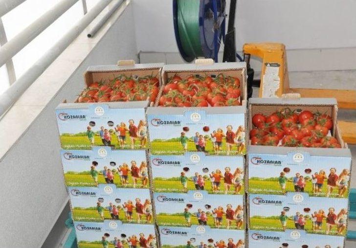 Jeotermal Su İle Sıcaklığın 40 Dereceye Yükseltildiği Serada Domates Üretiyorlar G3