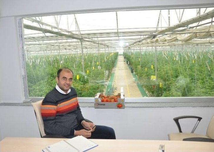 Jeotermal Su İle Sıcaklığın 40 Dereceye Yükseltildiği Serada Domates Üretiyorlar G4