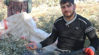 Kaymakam Adayı, Zeytin Topluyor