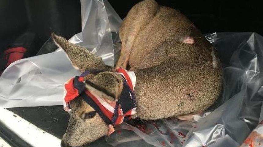 Vaşak Saldırısında Ağır Yaralanan Karacaya Ameliyat