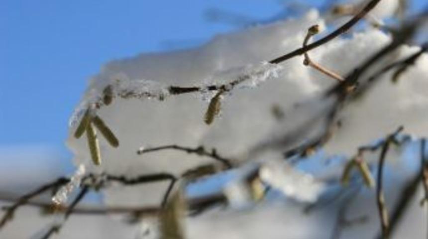 Fındıkta Zirai Don Uyarısı