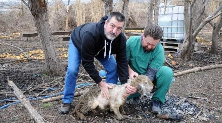 Bir Deri Bir Kemik Kalan Koyunlar Veteriner Hekimi &Uuml;zd&uuml;