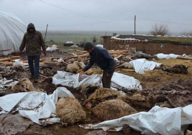 Siverek’Te, Barınak Çöktü 40 Koyun Telef Oldu