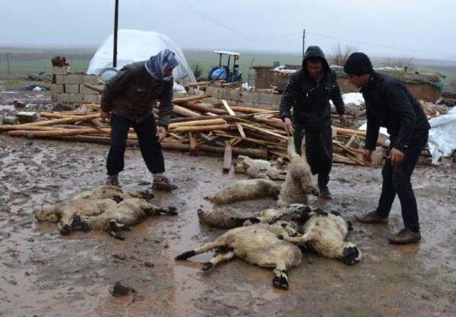 Siverek’Te, Barınak Çöktü 40 Koyun Telef Oldu