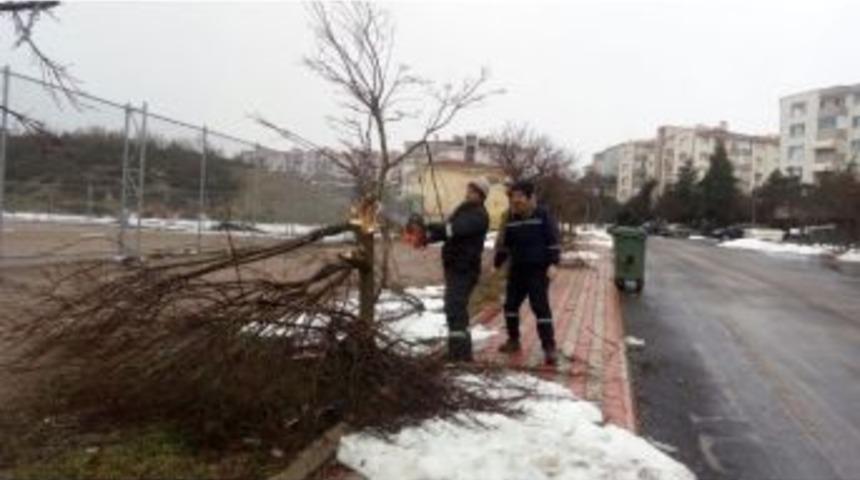 İlimtepe&rsquo;de Ağa&ccedil;lar Kışa Hazırlandı