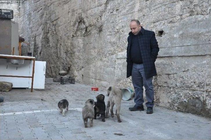 Uludere’de Sokak Hayvanları İçin Sosyal Medya Seferberliği G1