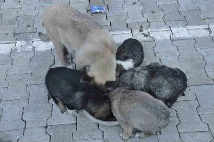 Uludere’de Sokak Hayvanları İçin Sosyal Medya Seferberliği G2