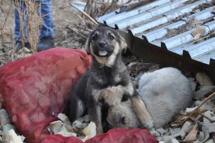 Uludere’de Sokak Hayvanları İçin Sosyal Medya Seferberliği G4