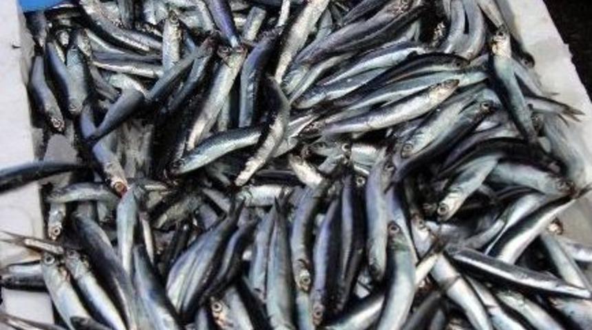 2 Kasa Hamsi 500 Lira