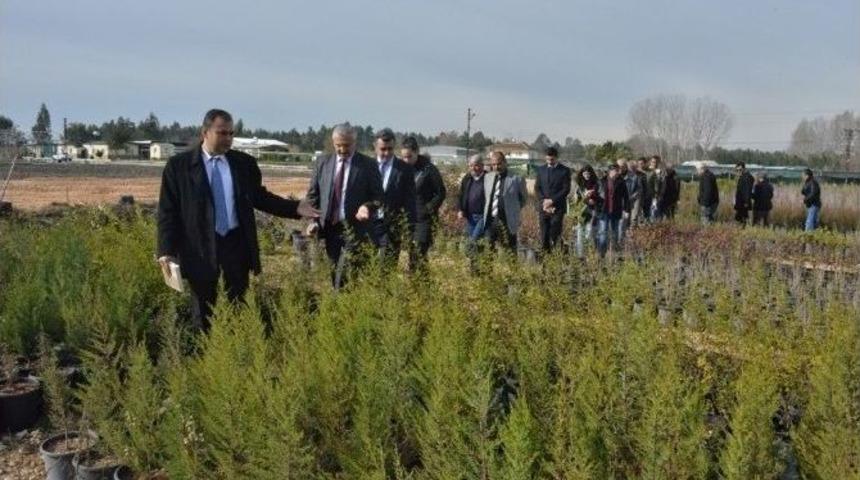 Mersin Orman B&ouml;lge M&uuml;d&uuml;rl&uuml;ğ&uuml; Fidanlıkları, Belediyelere De Fidan Desteği Verecek