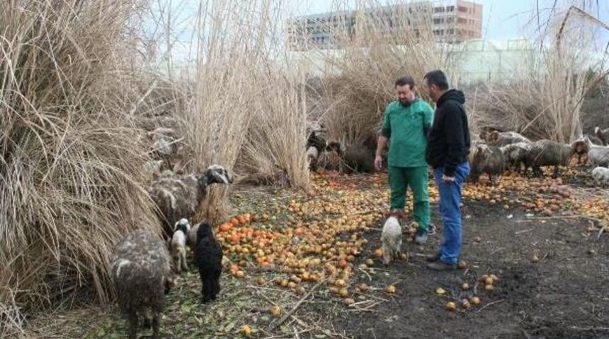 T&uuml;yleri D&ouml;k&uuml;len Koyunlar Beslenme Yetersizliği Ve K&ouml;t&uuml; Koşullar Y&uuml;z&uuml;nden Hastalanmış