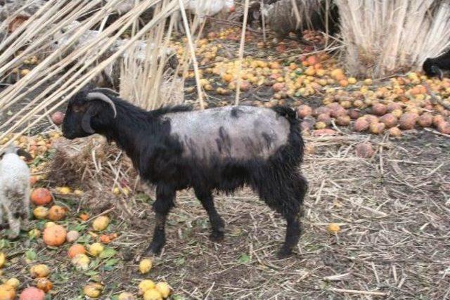 Tüyleri Dökülen Koyunlar Beslenme Yetersizliği Ve Kötü Koşullar Yüzünden Hastalanmış