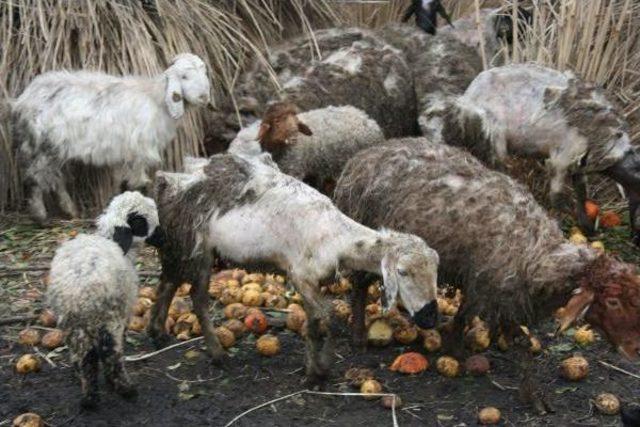 Tüyleri Dökülen Koyunlar Beslenme Yetersizliği Ve Kötü Koşullar Yüzünden Hastalanmış