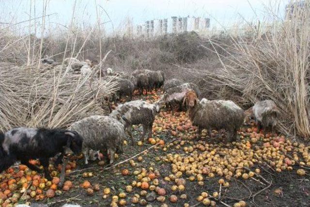 Tüyleri Dökülen Koyunlar Beslenme Yetersizliği Ve Kötü Koşullar Yüzünden Hastalanmış