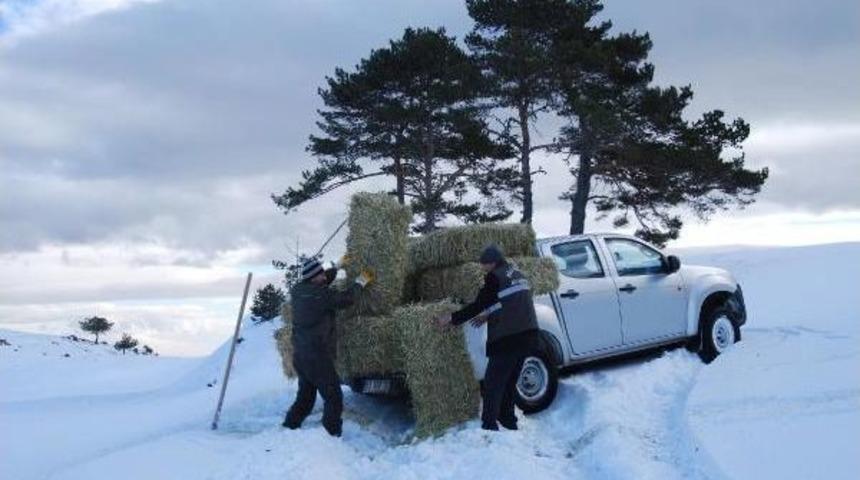 Yaban Hayvanlarına Yem Takviyesi