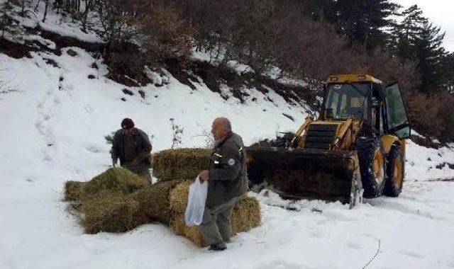 Yaban Hayvanlarına Yem Takviyesi