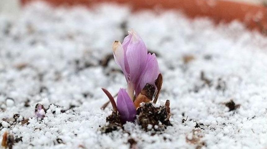 &Ccedil;i&ccedil;ek A&ccedil;an Endemik Bitkiler İlgi G&ouml;r&uuml;yor