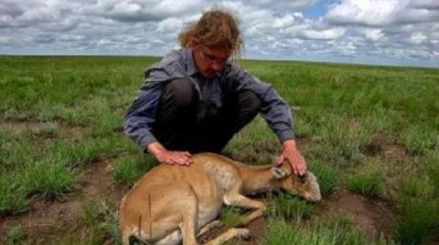Moğol Antiloplarını Vebadan Kurtarmak I&ccedil;in Alarm Verildi
