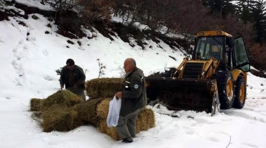 Yaban Hayvanlarına 32 Ton Yem Bırakıldı