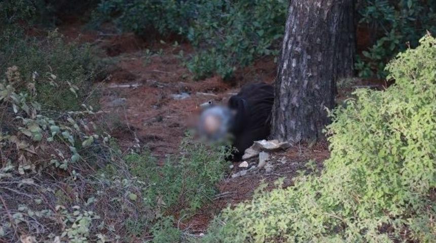 Ormanlık Alanda İntihar Etti