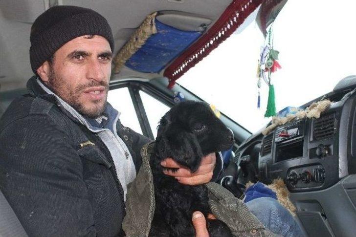 Gebe Hayvan Yüklü Kamyonet Şarampole Düştü G1